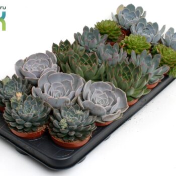 Echeveria Mix