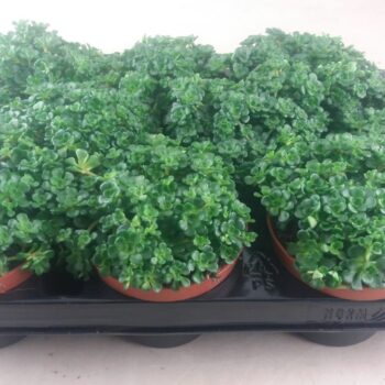 Sedum Spathuliolium green