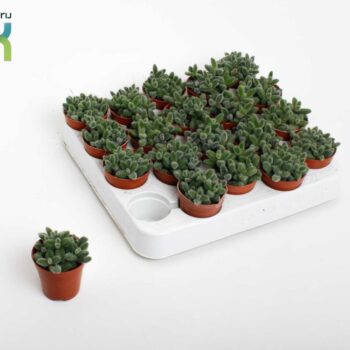 Delosperma Echinatum tanz