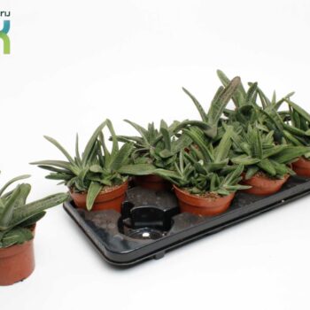 Gasteria Littele Worthy