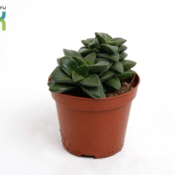 Crassula Spring Time