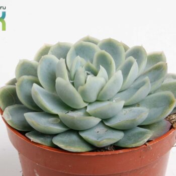 Echeveria Elegans