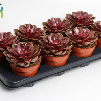 Echeveria Magic Red