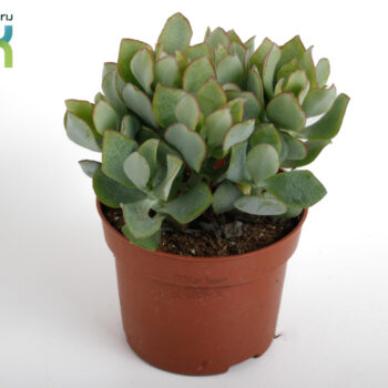 Crassula Arborensis Cristaat