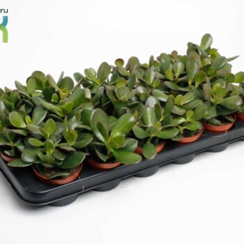 Crassula Argentea Ovata