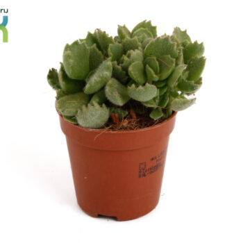 Cotyledon Ladismithiensis tanz