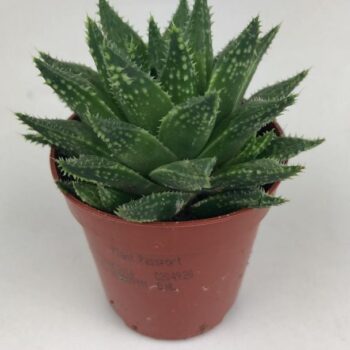 Haworthia Gutata