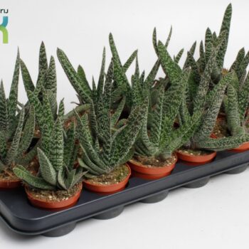 Gasteria Carinata Big Ben