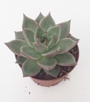 Echeveria Sirius
