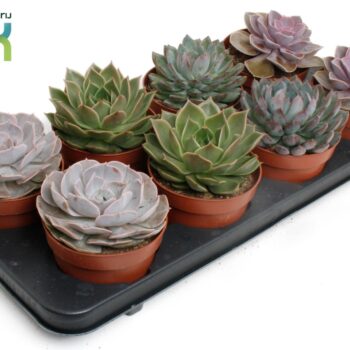 Echeveria Mix