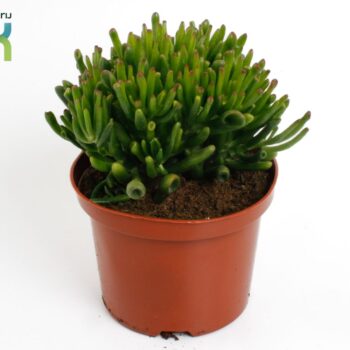 Crassula Horn Tree
