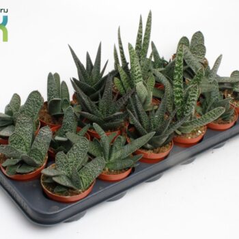 Gasteria Mix