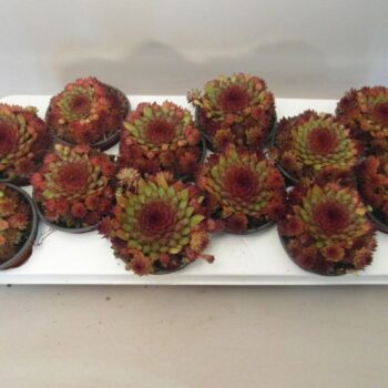 sempervivum Othello special