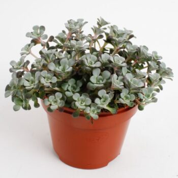 Sedum purpureum
