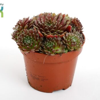 sempervivum corser