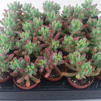 Sedum Weisneus