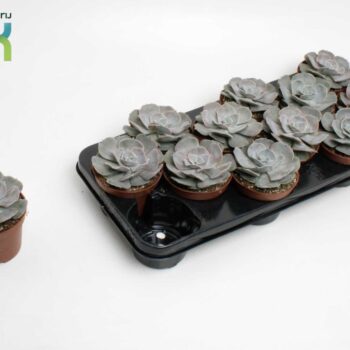 Echeveria Runyonii (Lilacina)