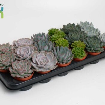 echeveria special mix