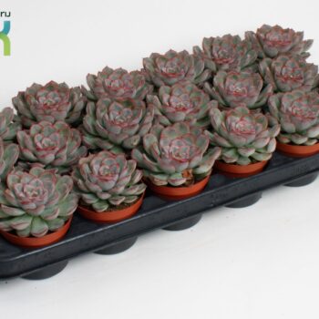 echeveria deremensis