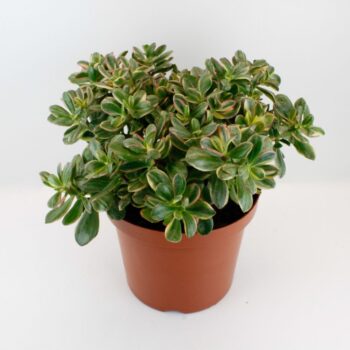 Crassula Sunset Magic