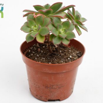 Aeonium Tricolor ('Kiwi')