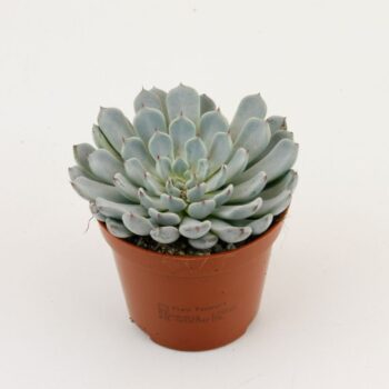 Echeveria Derenbergii