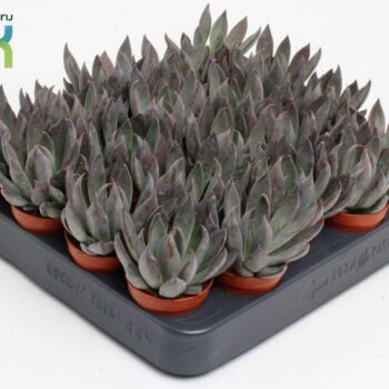 Echeveria Joost