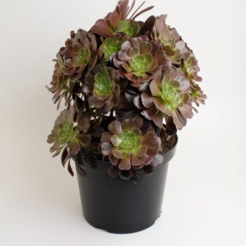 Aeonium Nigrum branched