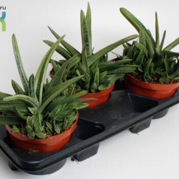 Gasteria Littele Worthy