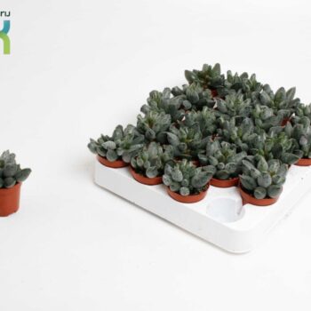 Adromiscus coffee bean