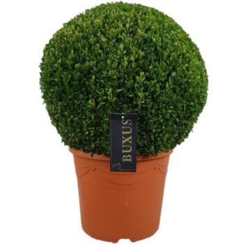 Buxus sempervirens