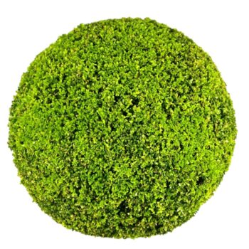 Buxus sempervirens