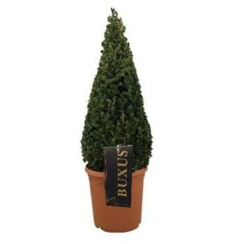 Buxus sempervirens