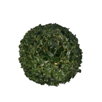 Buxus sempervirens