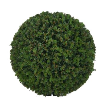 Taxus baccata