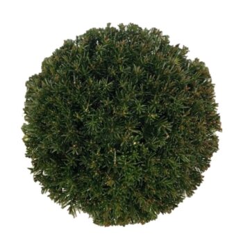 Taxus media 'Groenland'