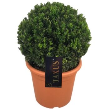 Taxus media 'Groenland'