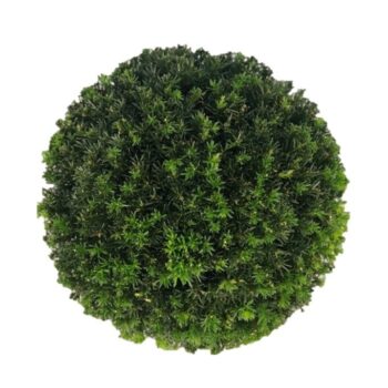Taxus media 'Groenland'
