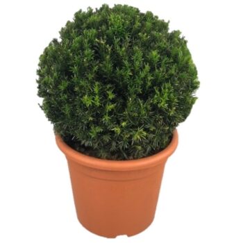 Taxus media 'Groenland'