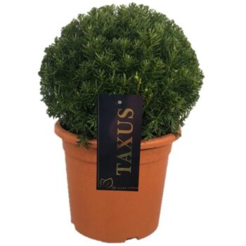 Taxus media 'Farmen'