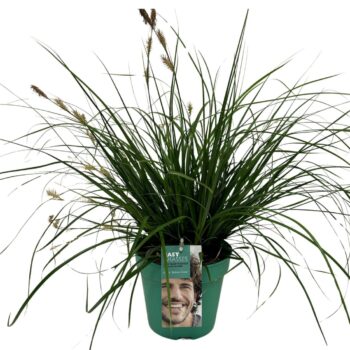 Carex oshimensis Intense Green GROEN