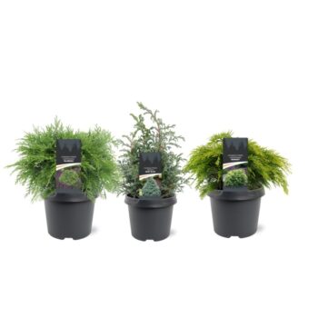 Chamaecyparis mix laagblijvend