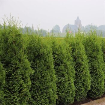 Thuja occidentalis 'King of Brabant' (pbr)