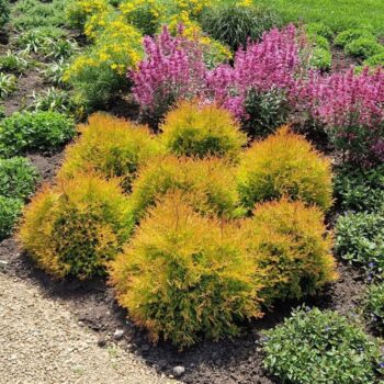 Thuja occidentalis 'Fire Chief' (pbr)