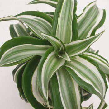 Dracaena Kanzi Curly