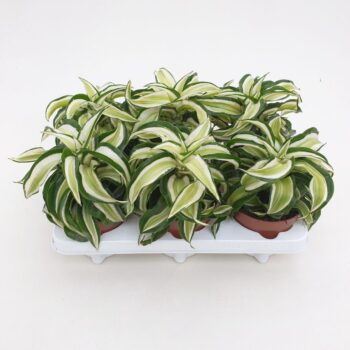 Dracaena Malaika Curly