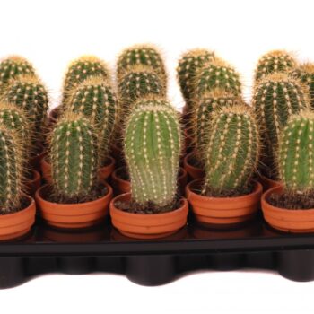 Trichocereus camarguensis