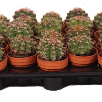 Gymnocalycium bodenbenderianum