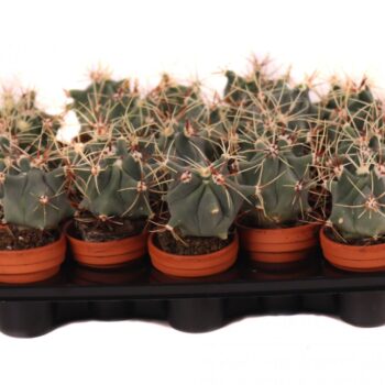 Ferocactus electracanthus