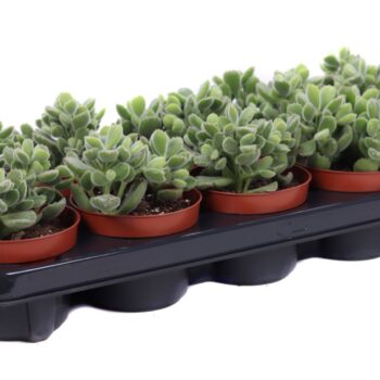 Cotyledon ladysmithiensis